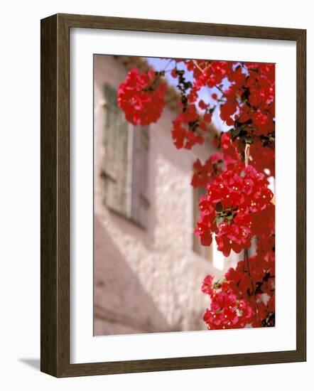 Red Flowers on Main Street, Kardamyli, Messina, Peloponnese, Greece-Walter Bibikow-Framed Photographic Print