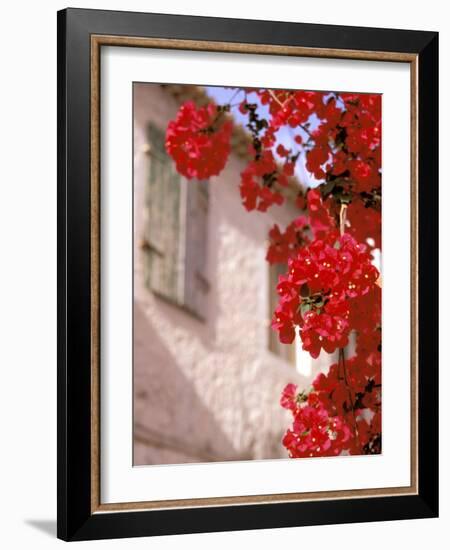 Red Flowers on Main Street, Kardamyli, Messina, Peloponnese, Greece-Walter Bibikow-Framed Photographic Print