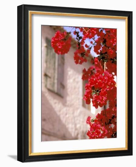 Red Flowers on Main Street, Kardamyli, Messina, Peloponnese, Greece-Walter Bibikow-Framed Photographic Print