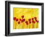 Red Flowers On Yellow-Patty Baker-Framed Art Print