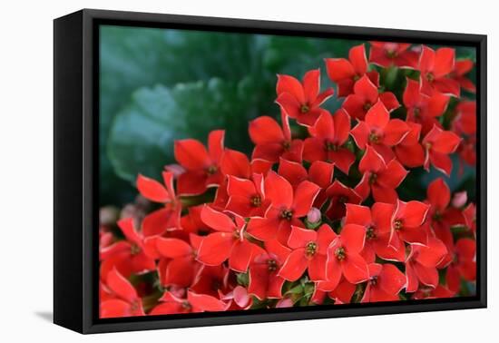 Red Flowers-Brian Moore-Framed Premier Image Canvas
