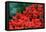 Red Flowers-Brian Moore-Framed Premier Image Canvas