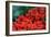 Red Flowers-Brian Moore-Framed Photographic Print