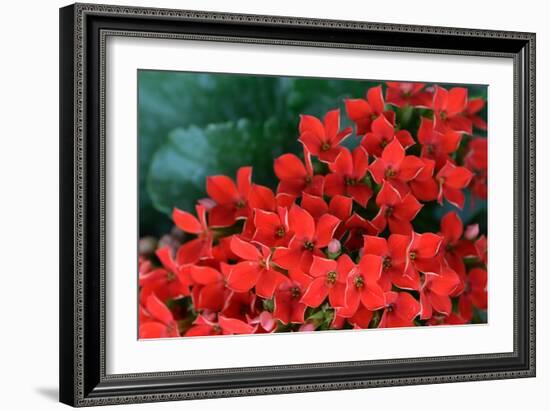 Red Flowers-Brian Moore-Framed Photographic Print