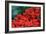 Red Flowers-Brian Moore-Framed Photographic Print