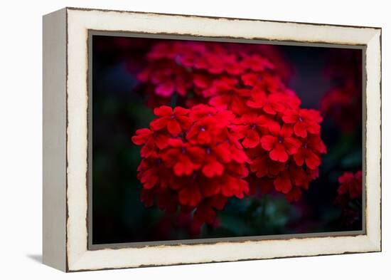 Red Flowers-Philippe Sainte-Laudy-Framed Premier Image Canvas