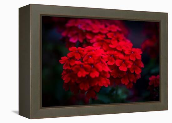 Red Flowers-Philippe Sainte-Laudy-Framed Premier Image Canvas