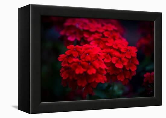 Red Flowers-Philippe Sainte-Laudy-Framed Premier Image Canvas