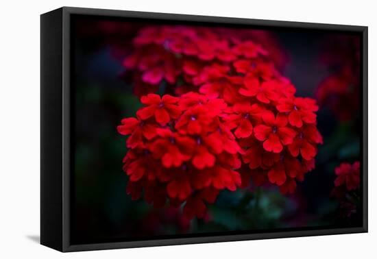 Red Flowers-Philippe Sainte-Laudy-Framed Premier Image Canvas