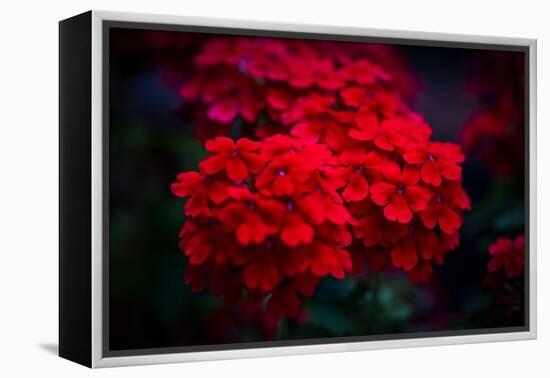 Red Flowers-Philippe Sainte-Laudy-Framed Premier Image Canvas