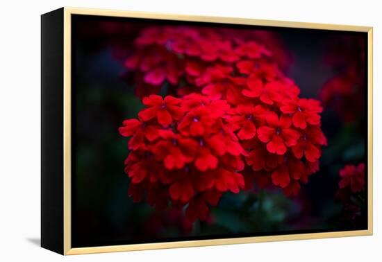 Red Flowers-Philippe Sainte-Laudy-Framed Premier Image Canvas