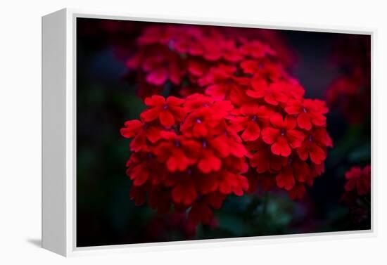 Red Flowers-Philippe Sainte-Laudy-Framed Premier Image Canvas