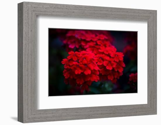 Red Flowers-Philippe Sainte-Laudy-Framed Photographic Print
