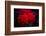 Red Flowers-Philippe Sainte-Laudy-Framed Photographic Print