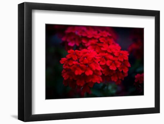 Red Flowers-Philippe Sainte-Laudy-Framed Photographic Print