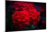 Red Flowers-Philippe Sainte-Laudy-Mounted Photographic Print