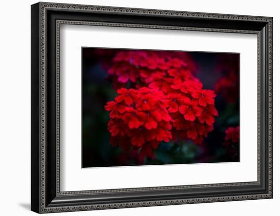 Red Flowers-Philippe Sainte-Laudy-Framed Photographic Print