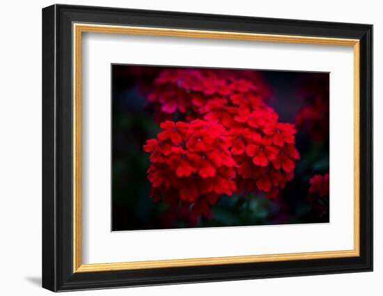 Red Flowers-Philippe Sainte-Laudy-Framed Photographic Print