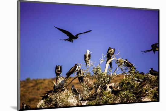 Red-Footed Boobie Birds, Isla Del Espiritu Santo, Baja California Sur, Mexico, North America-Laura Grier-Mounted Photographic Print