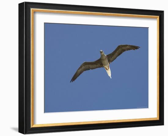 Red-Footed Booby, Bird Island, Tikehau, Tuamotu Archipelago, French Polynesia-Sergio Pitamitz-Framed Photographic Print