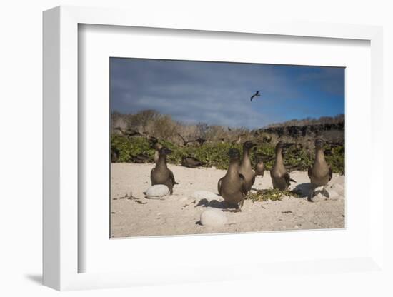 Red-Footed Booby Juvenile, Galapagos Islands, Ecuador-Pete Oxford-Framed Photographic Print