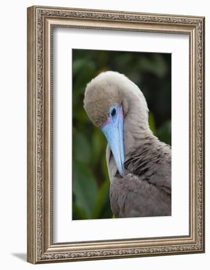 Red-footed booby nestling. Galapagos Islands, Ecuador.-Adam Jones-Framed Photographic Print