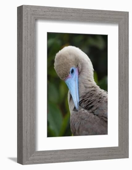 Red-footed booby nestling. Galapagos Islands, Ecuador.-Adam Jones-Framed Photographic Print