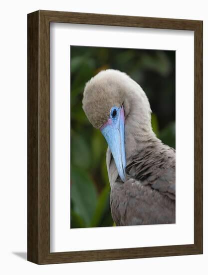 Red-footed booby nestling. Galapagos Islands, Ecuador.-Adam Jones-Framed Photographic Print