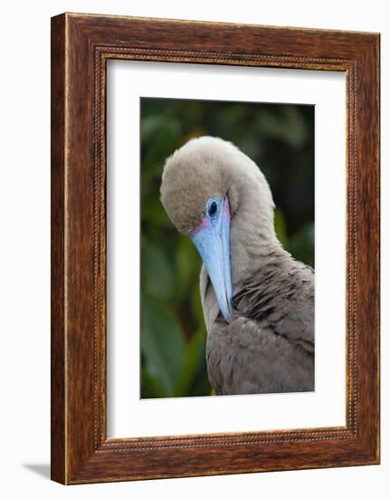 Red-footed booby nestling. Galapagos Islands, Ecuador.-Adam Jones-Framed Photographic Print