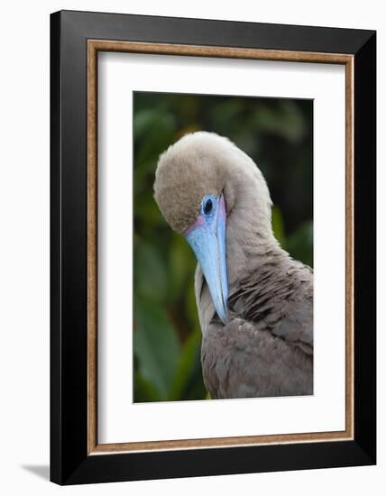 Red-footed booby nestling. Galapagos Islands, Ecuador.-Adam Jones-Framed Photographic Print