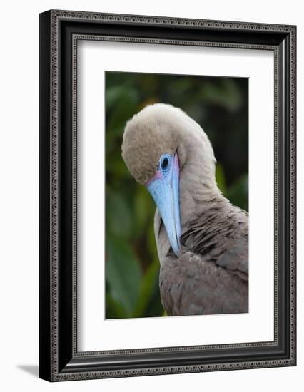 Red-footed booby nestling. Galapagos Islands, Ecuador.-Adam Jones-Framed Photographic Print