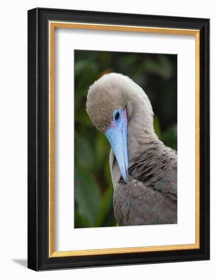 Red-footed booby nestling. Galapagos Islands, Ecuador.-Adam Jones-Framed Photographic Print