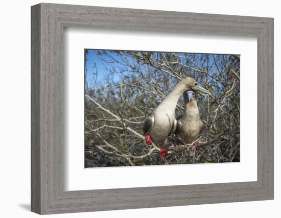 Red-footed booby pair in tree, Genovesa Island, Galapagos-Tui De Roy-Framed Photographic Print