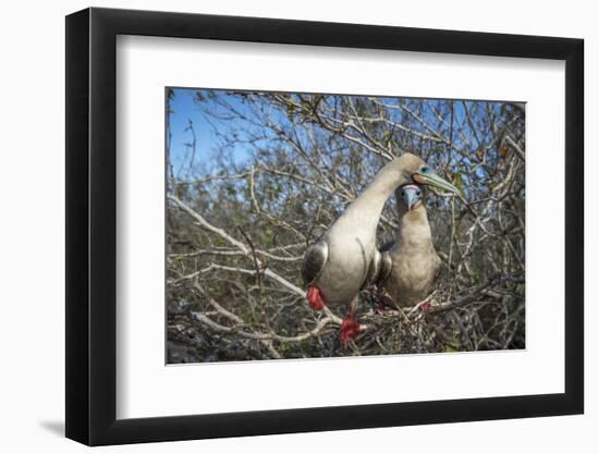 Red-footed booby pair in tree, Genovesa Island, Galapagos-Tui De Roy-Framed Photographic Print