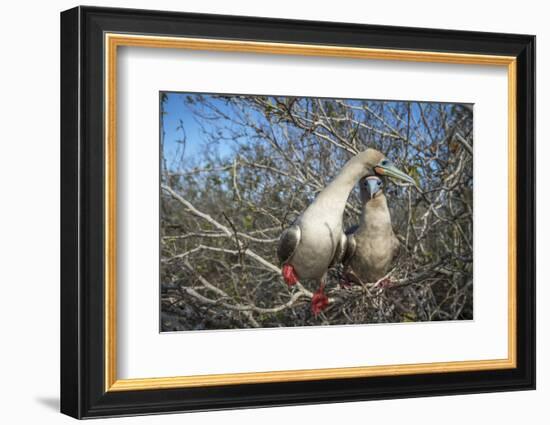 Red-footed booby pair in tree, Genovesa Island, Galapagos-Tui De Roy-Framed Photographic Print
