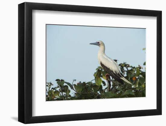 Red-Footed Booby White Morph in Ziricote Trees, Half Moon Caye Colony, Lighthouse Reef, Atoll-Pete Oxford-Framed Photographic Print