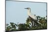 Red-Footed Booby White Morph in Ziricote Trees, Half Moon Caye Colony, Lighthouse Reef, Atoll-Pete Oxford-Mounted Photographic Print