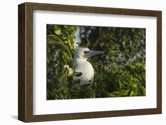 Red-Footed Booby White Morph in Ziricote Trees, Half Moon Caye Colony, Lighthouse Reef, Atoll-Pete Oxford-Framed Photographic Print