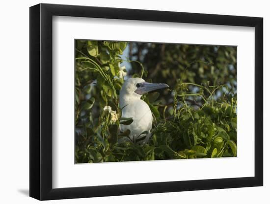 Red-Footed Booby White Morph in Ziricote Trees, Half Moon Caye Colony, Lighthouse Reef, Atoll-Pete Oxford-Framed Photographic Print