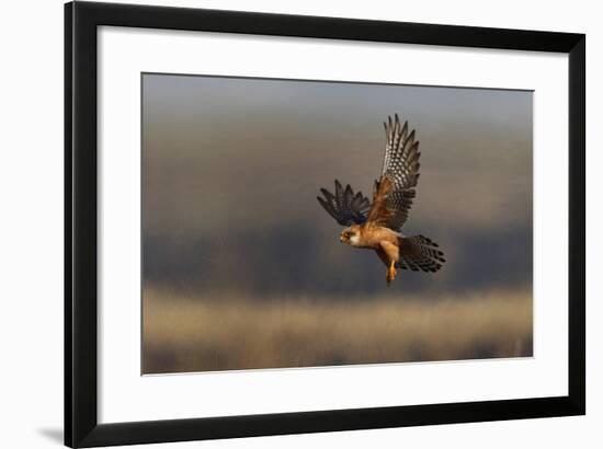 Red Footed Falcon (Falco Vespertinus) Hunting, Bagerova Steppe, Kerch Peninsula, Crimea, Ukraine-Lesniewski-Framed Photographic Print