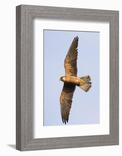 Red Footed Falcon (Falco Vespertinus) in Flight, Danube Delta, Romania, May 2009-Presti-Framed Photographic Print