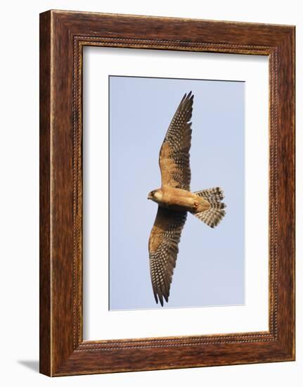 Red Footed Falcon (Falco Vespertinus) in Flight, Danube Delta, Romania, May 2009-Presti-Framed Photographic Print