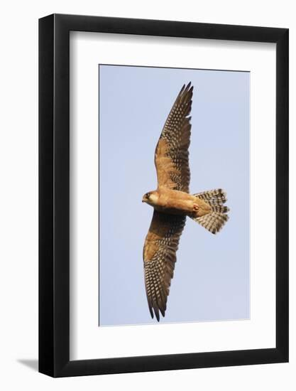 Red Footed Falcon (Falco Vespertinus) in Flight, Danube Delta, Romania, May 2009-Presti-Framed Photographic Print