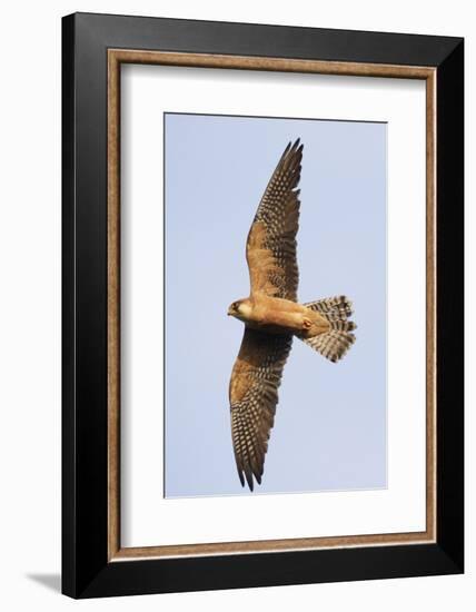 Red Footed Falcon (Falco Vespertinus) in Flight, Danube Delta, Romania, May 2009-Presti-Framed Photographic Print