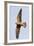 Red Footed Falcon (Falco Vespertinus) in Flight, Danube Delta, Romania, May 2009-Presti-Framed Photographic Print