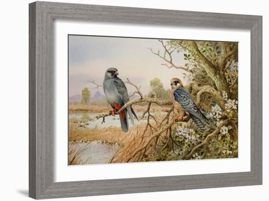 Red-footed Falcons-Carl Donner-Framed Giclee Print