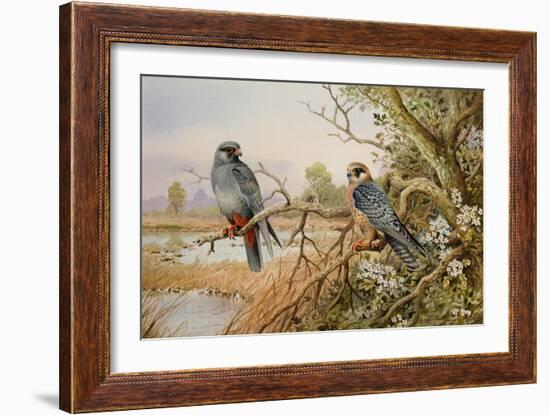Red-footed Falcons-Carl Donner-Framed Giclee Print