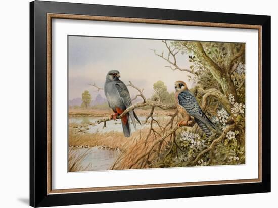 Red-footed Falcons-Carl Donner-Framed Giclee Print