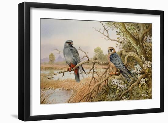 Red-footed Falcons-Carl Donner-Framed Giclee Print