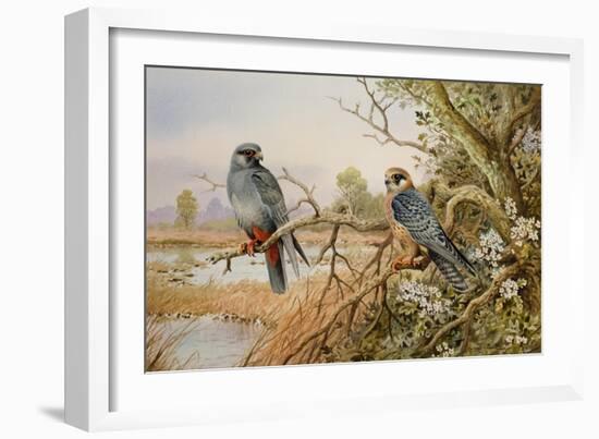 Red-footed Falcons-Carl Donner-Framed Giclee Print